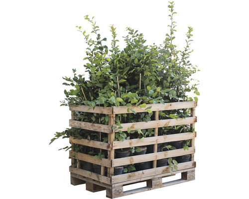 Palette avec arbustes en pots