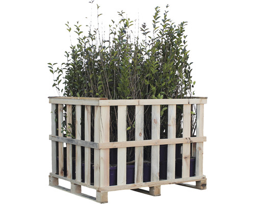 Ligustrum ovalifolium CO5 H80-100 palette (36 pces)