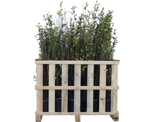 Pflanzen in einer Holzpalette für den Transport