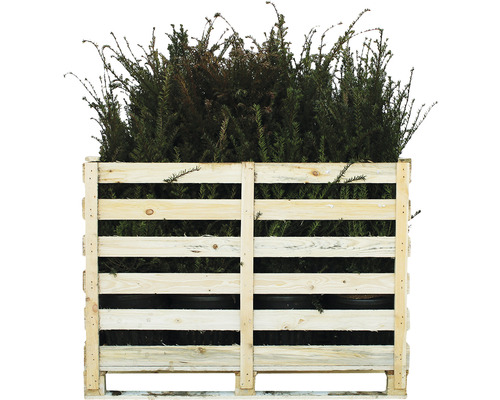 Palette avec plants d''ifs