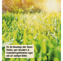 Nahaufnahme von Rasenfläche, geeignet für trockene und sandige Böden.