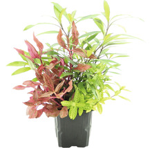Plante d''aquarium en pot