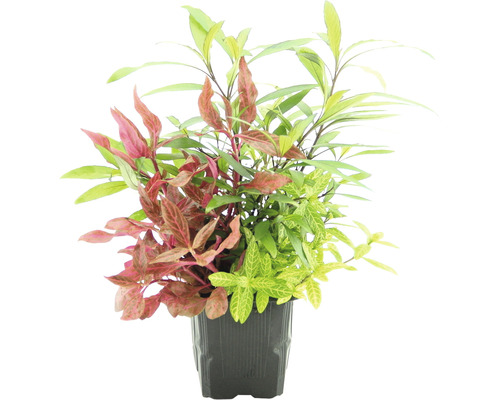 Wasserfreund 'Thailand' Wasserfreund 'Sunset' Papageienblatt 'Red Ruby' - Hygrophila corymbosa 'Thailand' Hygrophila polysperma 'Sunset Alternanthera reineckii 'Red Ruby' Aquarienpflanze im Topf