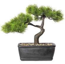 Dekorativer Bonsai-Baum im Topf für den Innenbereich