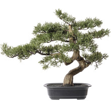 Bonsai Baum in einem Topf