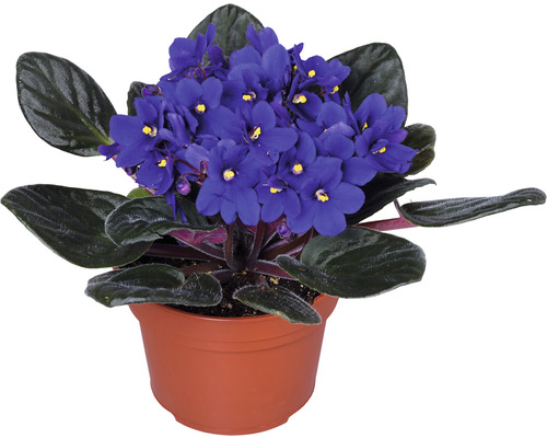 Violette africaine en pot