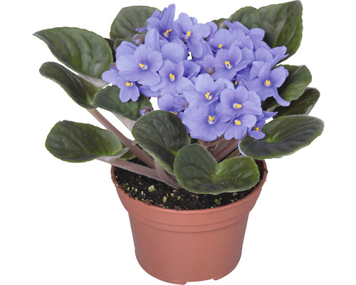 Violette africaine en pot