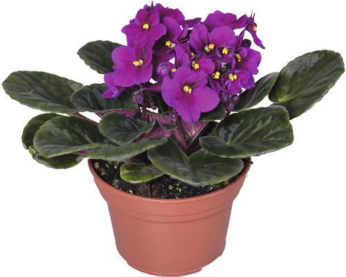 Pot avec violette du Cap