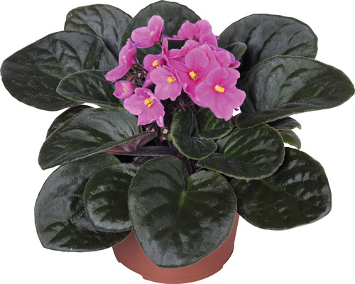 Violette africaine avec des fleurs roses en pot