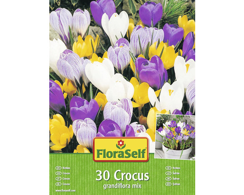 Blumenzwiebeln FloraSelf® Krokus 'Grandiflora' Mischung 30 Stk.