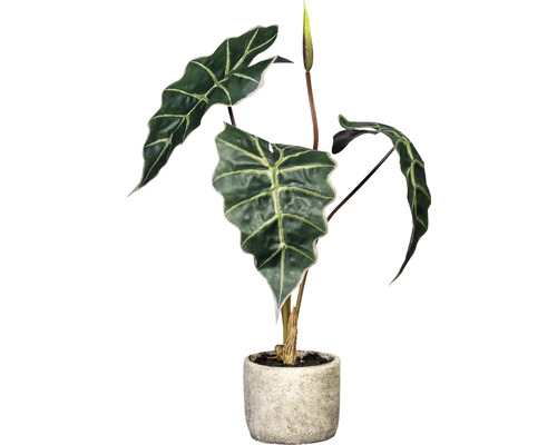 Kunstpflanze Aloscasia H 60 cm grün