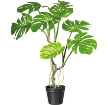 Monstera Pflanze im Topf