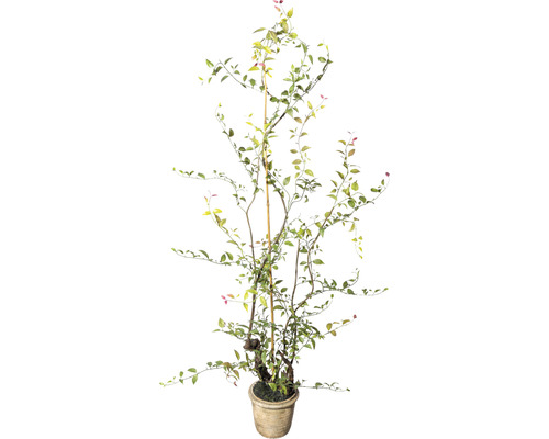 Plante artificielle Lonicera Japonica h 125 cm vert