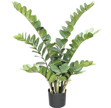 Zamioculcas Zimmerpflanze im Topf