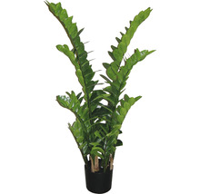 Zamioculcas Zimmerpflanze im Topf