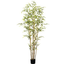 Plante de bambou en pot