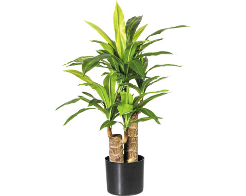 Plante artificielle Dracaena h 80 cm vert
