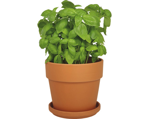 Basilikumpflanze in einem Topf