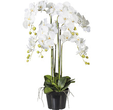 Weisse Orchidee in einem schwarzen Topf