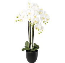 Dekorative weisse Orchidee im schwarzen Topf