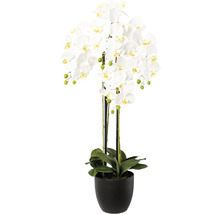 Orchidee in schwarzem Topf