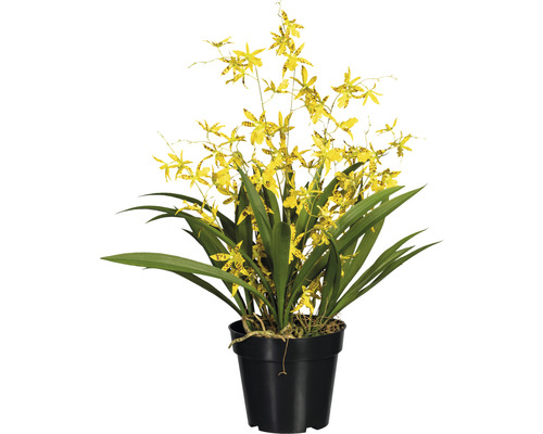 Plante artificielle Oncydie Dancing h 60 cm jaune