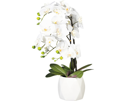Plante artificielle orchidée h 60 cm blanc