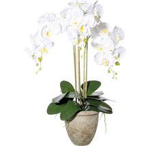 Plante artificielle orchidée h 75 cm blanc