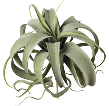 Tillandsia, une plante d''intérieur à feuilles abondantes
