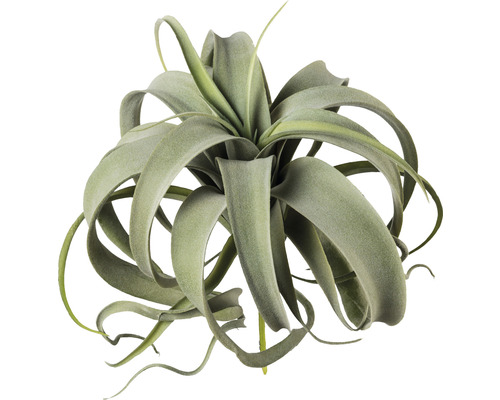 Plante artificielle Tillandsia h 28 cm vert