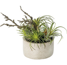 Dekorative Tillandsien im Topf mit einem Ast