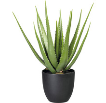 Aloe Vera Pflanze in schwarzem Topf