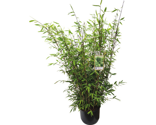 Winterschöner Gartenbambus FloraSelf Fargesia hybride ‘Winter Joy‘ H 80-100 cm Co 10 L