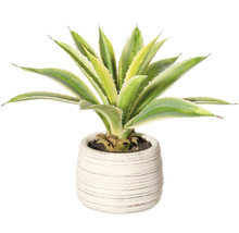 Agave im Topf