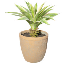 Agave in einem Topf