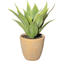 Agave in Terrakottatopf als Zimmerpflanze