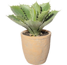 Agave en pot