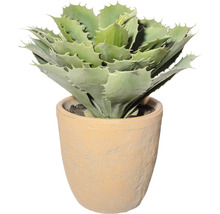 Agave in einem Topf