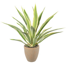 Agave in einem Topf