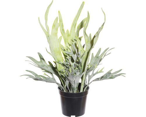 Plante artificielle Platycerium h 40 cm vert