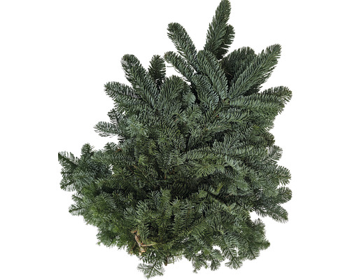 Tannengrün Nobilistanne Schnittgrün Handbund ca. 2,5 kg Tannengrün Nobilistanne Schnittgrün Handbund ca. 2,5 kg