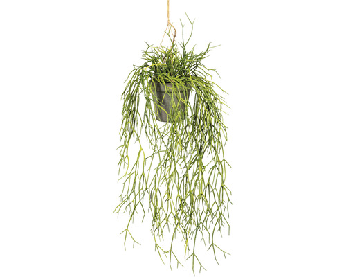 Plante artificielle Rhipsalis suspendu h 60 cm vert