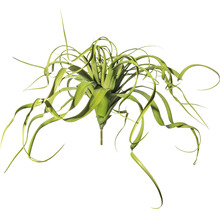 Tillandsia-Kunstpflanze mit langen Blättern