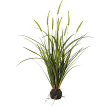 Touffes d''herbe décoratives avec motte de racines pour l''intérieur