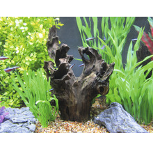 Aquarium mit Wurzelholzdekoration, Steinen und Wasserpflanzen