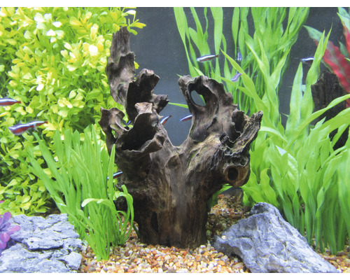 Aquarium mit Wurzelholzdekoration, Steinen und Wasserpflanzen
