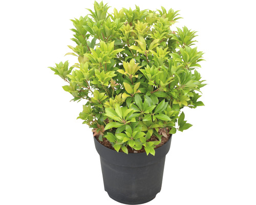 Andromède FloraSelf Pieris japonica 'Mountain Fire' h 40-50 cm Co 6 l