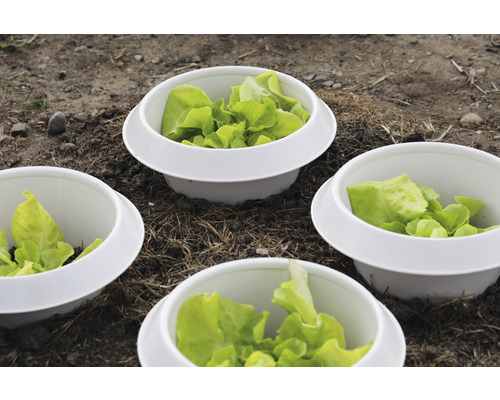 Vier Salatköpfe in weißen Pflanzgefäßen im Gartenbeet.