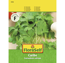 Sachet de graines de coriandre FloraSelf Caribe