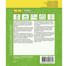 FloraSelf Caribe Paquet de graines de coriandre